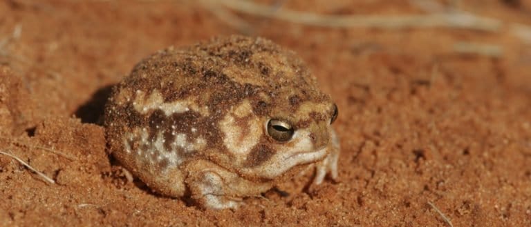 Desert Rain Frog sitting on sand, South Africa