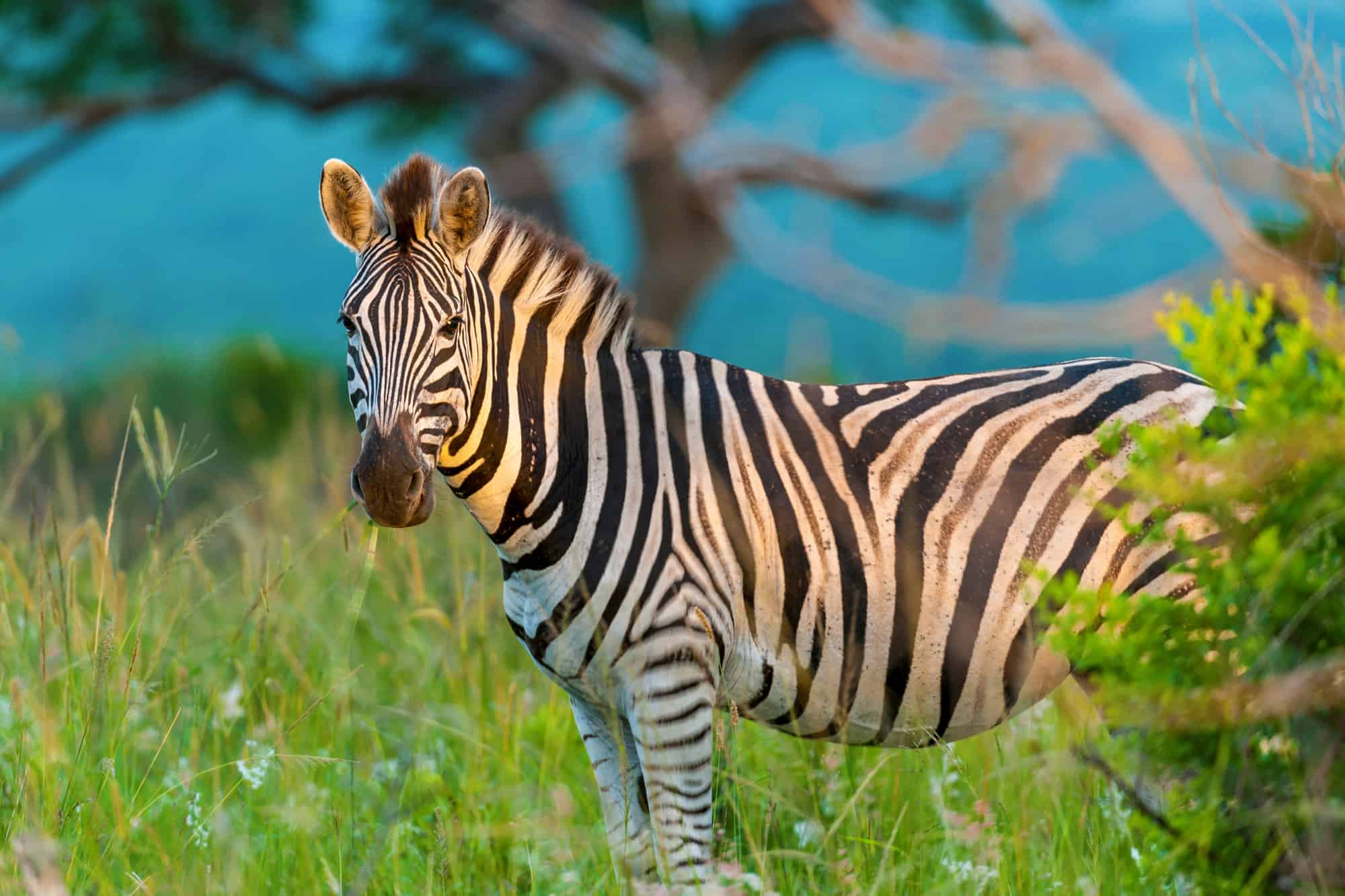 common zebra or Burchell's zebra
