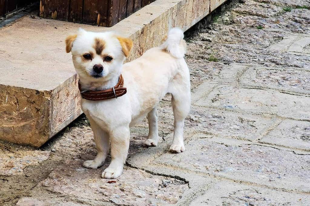 Pomapoo puppy posing with a red wheelbarrow