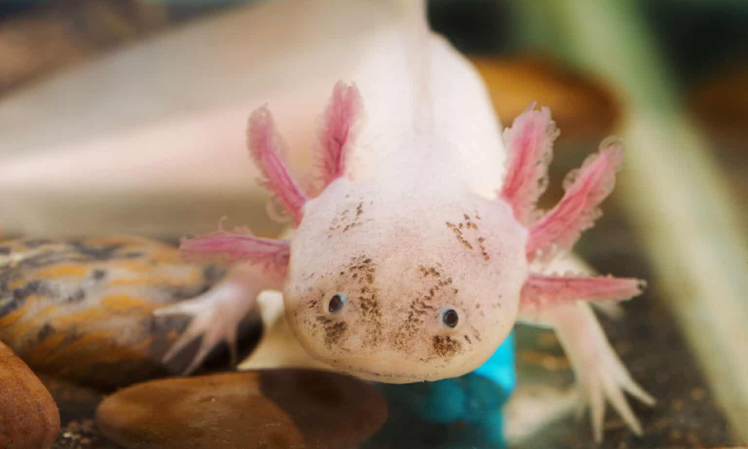 How Many Axolotls Are In The World? AZ Animals