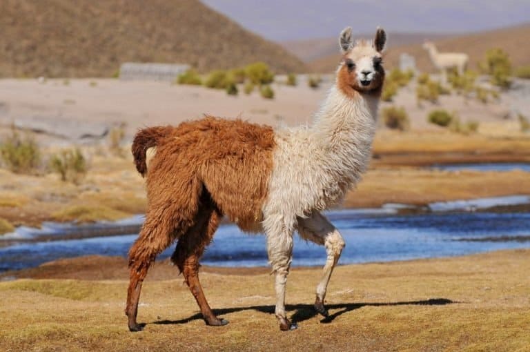 top 10 non-traditional pets - llama