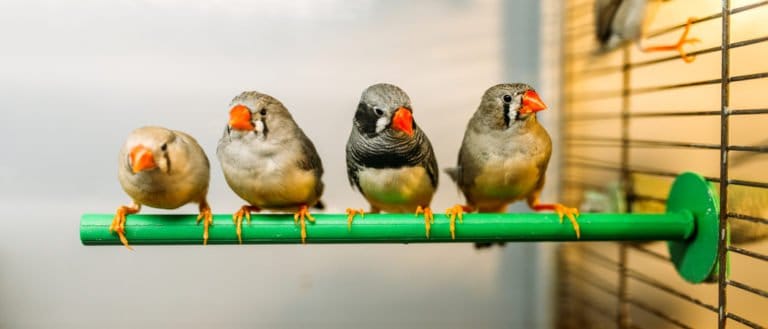 Pet birds sitting on a bar