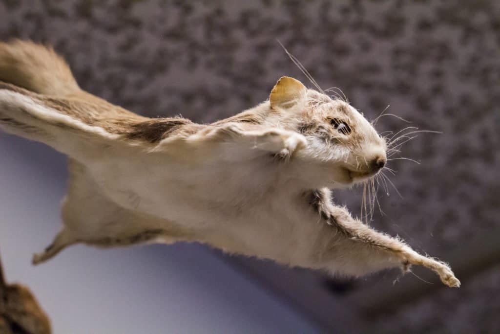Pet flying squirrel soaring through the air