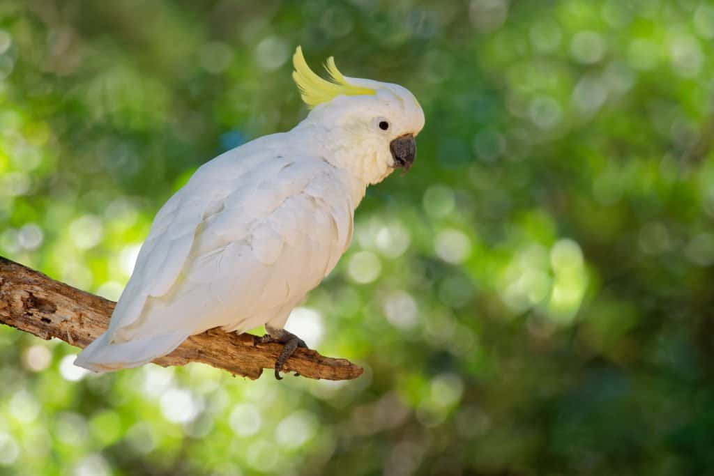 Gang-gang Cockatoo (Species with Funny English Common Names