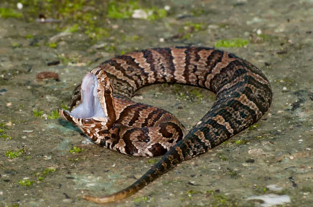 A cottonmouth snake lying on the ground with its mouth wide open.