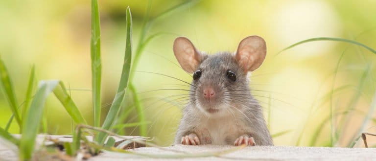 mouse sitting in the grass