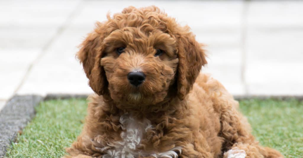 Irish Doodle puppy laying in the grass