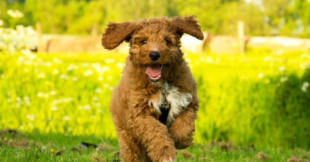 Irish Doodle puppy running through the park