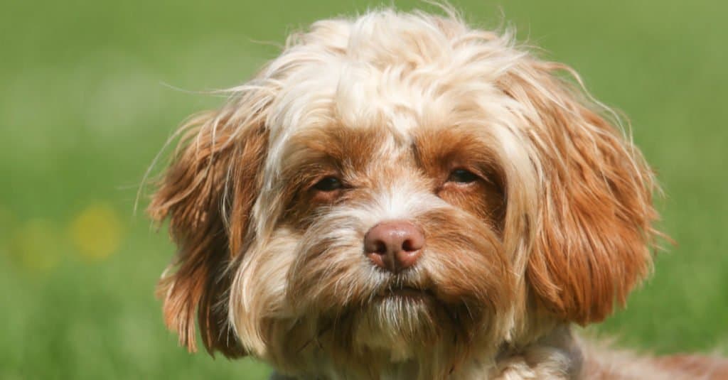 Cavapoo dog sitting in the grass