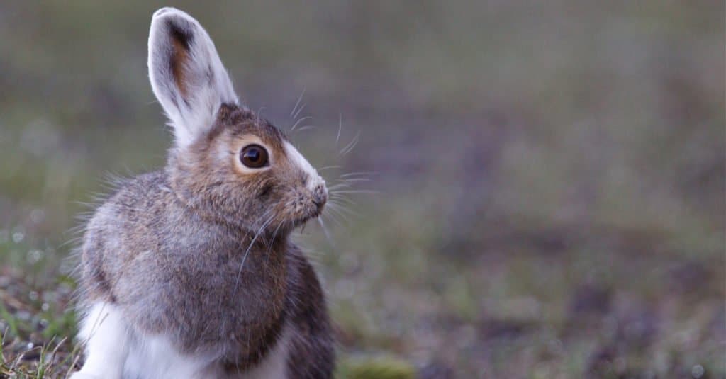 Snowshoe Hare