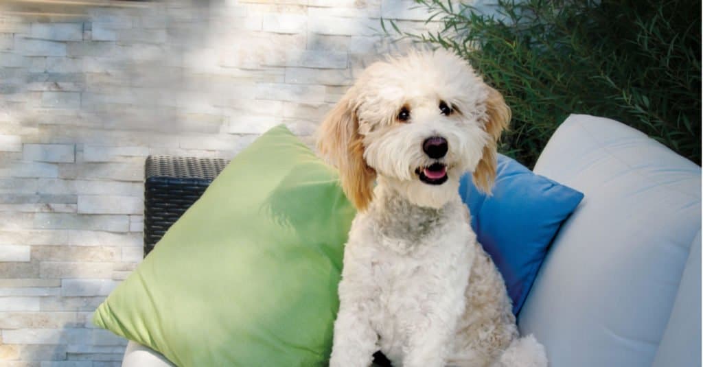 White Bernedoodle sitting in a chair