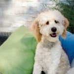 A Bernedoodle makes a great family dog. They are gentle and loving with children and can also be a fun playmate. 