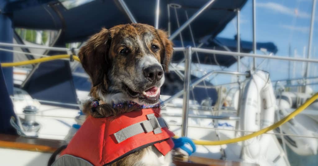 A Bernadoodle standing on a dock with a lifejacket on