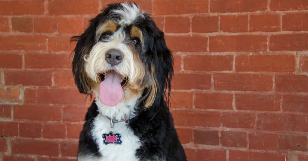 A big floppy ear Berndoodle standing near a brick wall