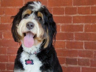 A Bernese Mountain Dog Mix