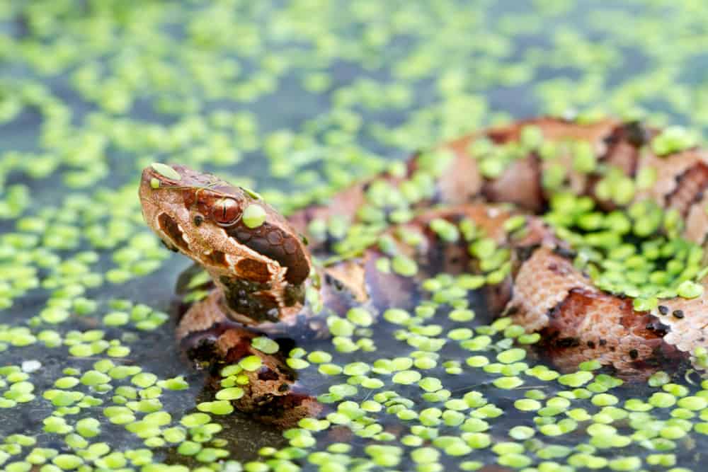 A cottonmouth partially submerged in water, covered in green aquatic vegetation.