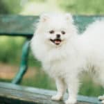 Even though Pomeranians are quite small, their genetic line partially comes from large sled dogs. 