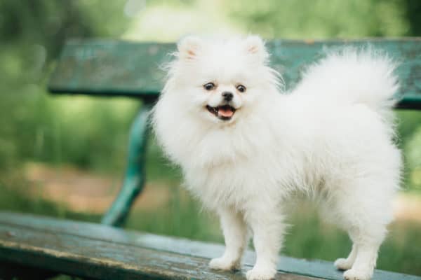 Even though Pomeranians are quite small, their genetic line partially comes from large sled dogs. 