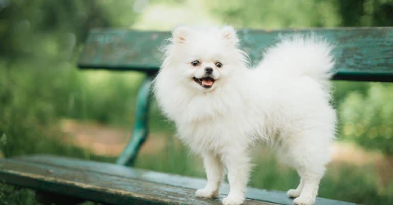 White Pomeranian dog standing on a bench