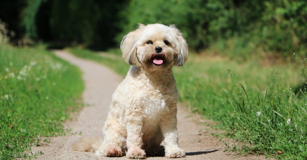 Havanese mixed with store poodle