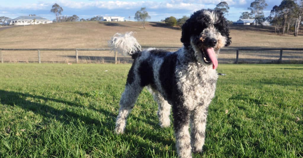 Schnoodle standing in the grass
