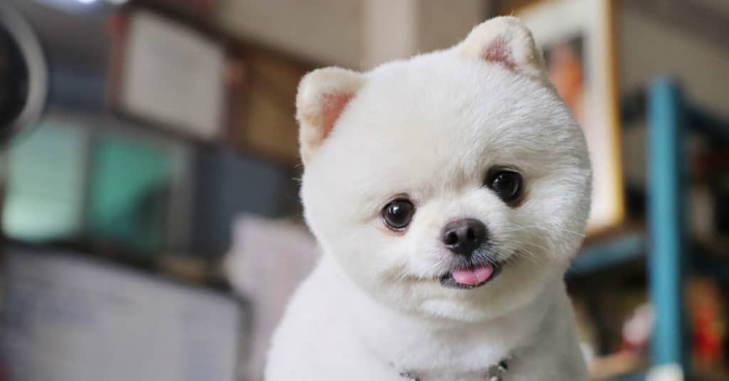 cute white fluffy dog