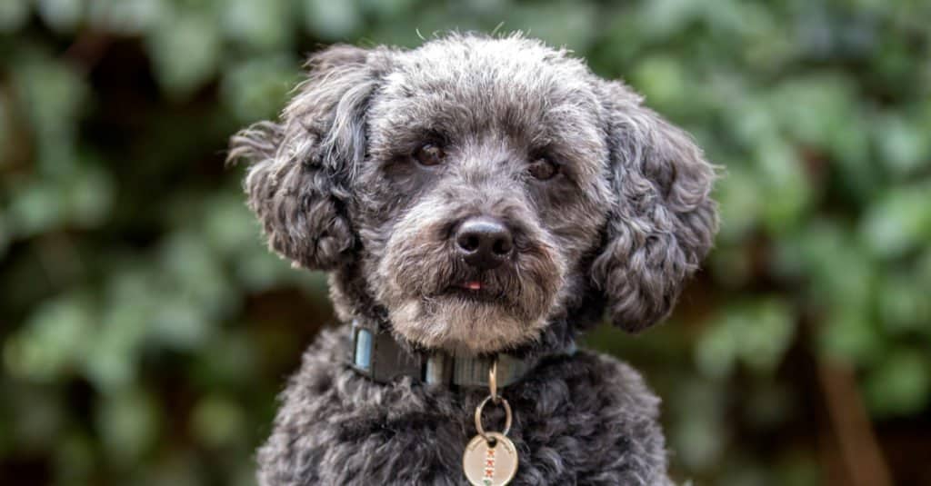 Schnoodle vs Goldendoodle