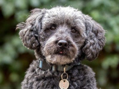 Schnoodle Dog Breed Complete Guide Az Animals