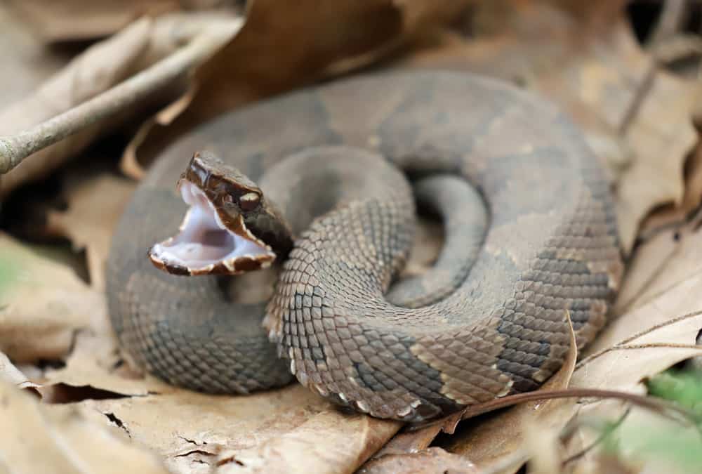 A side view of a cottonmouth snake with its mouth open, curled up on top of leaves.