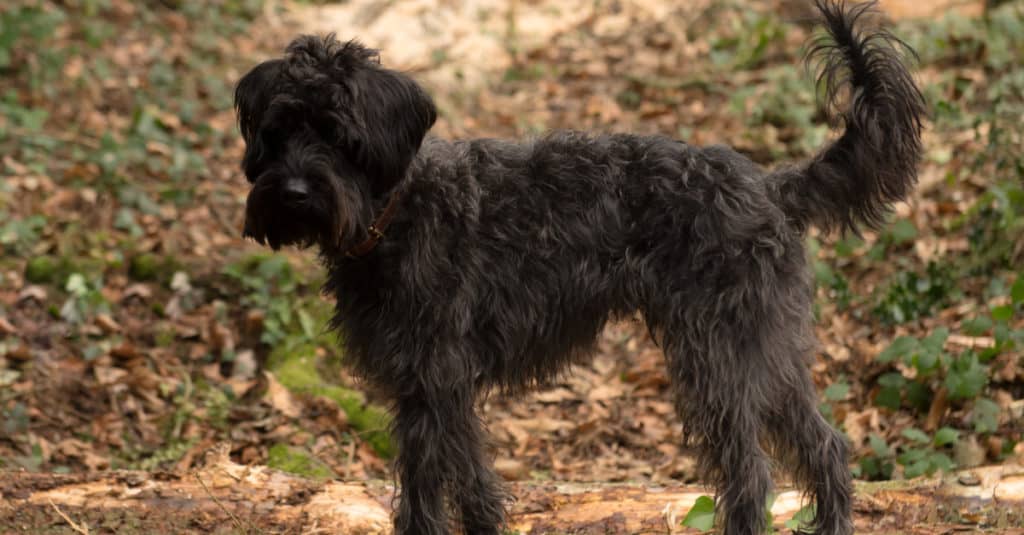 Schnoodle standing in a park.