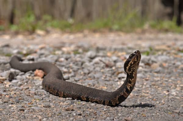 Water Moccasins vs. Cottonmouth Snakes: Are They Different Snakes? - A ...