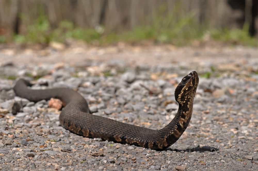 A cottonmouth snake with its head elevated, slithering on a gravel floor.