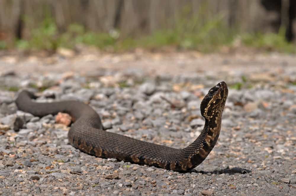 water moccasin nesting habits