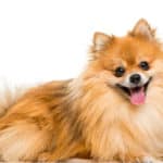Pomeranians come in many colors, including black, white, red, blue, brown, and orange.
