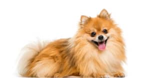 Pomeranian Pregnancy: Gestation Period, Weekly Milestones, and Care Guide Picture