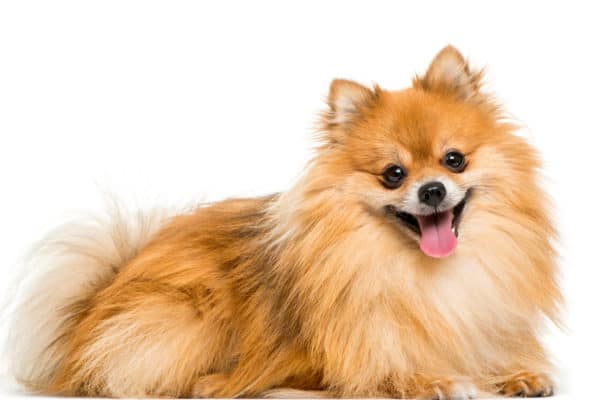 Pomeranians come in many colors, including black, white, red, blue, brown, and orange.