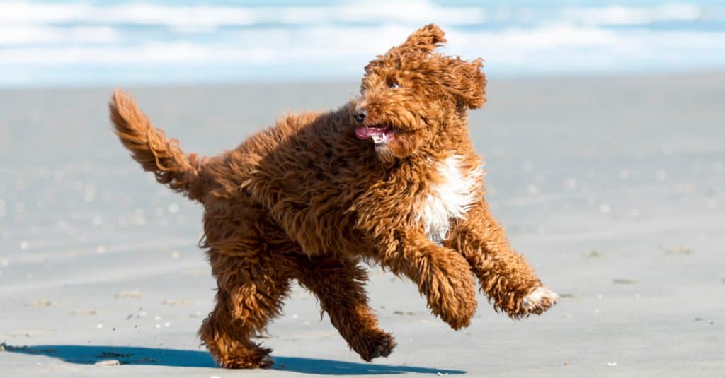 Irish Doodle playing on the beach