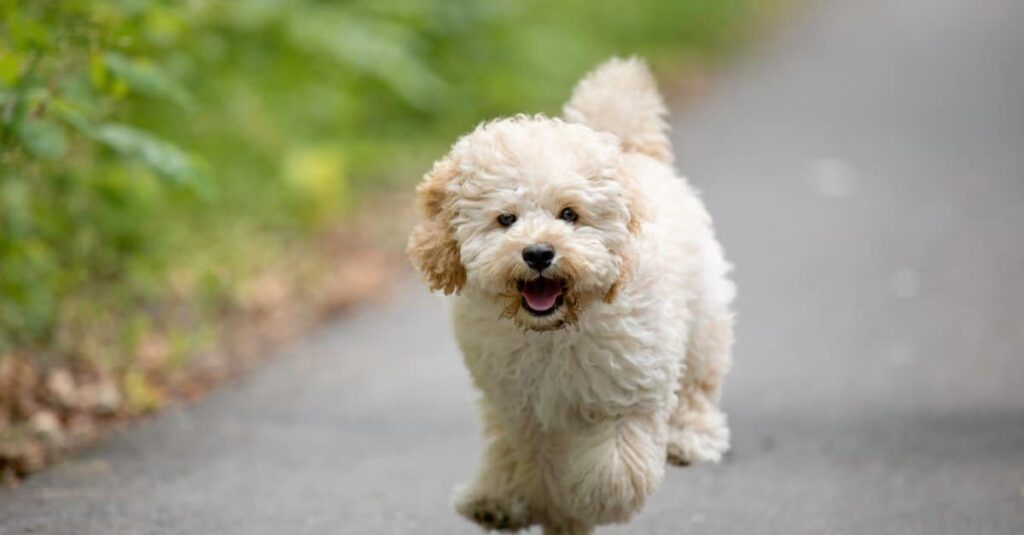 A Maltipoo running on the road