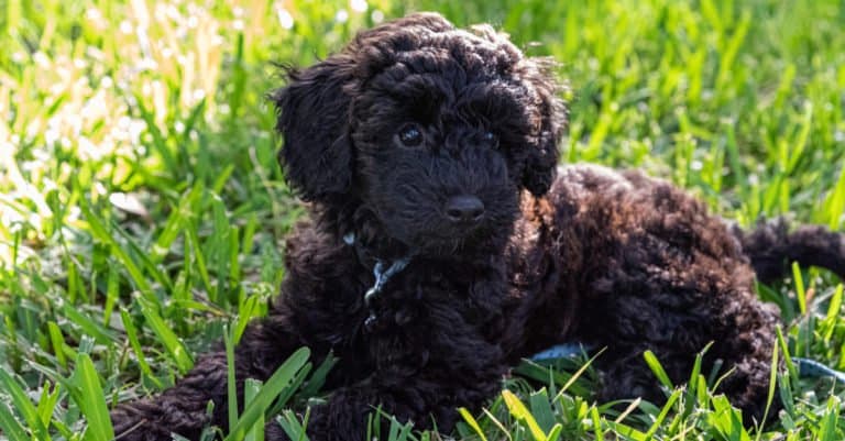 Schnoodle laying in the grass