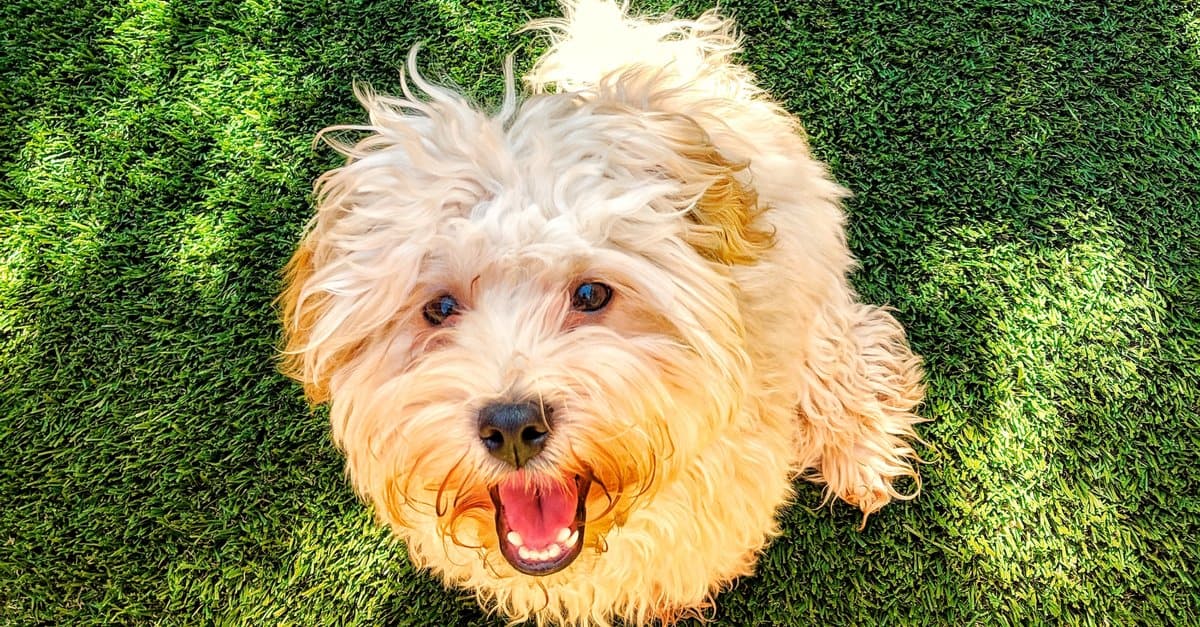 Havapoo dog standing in the grass