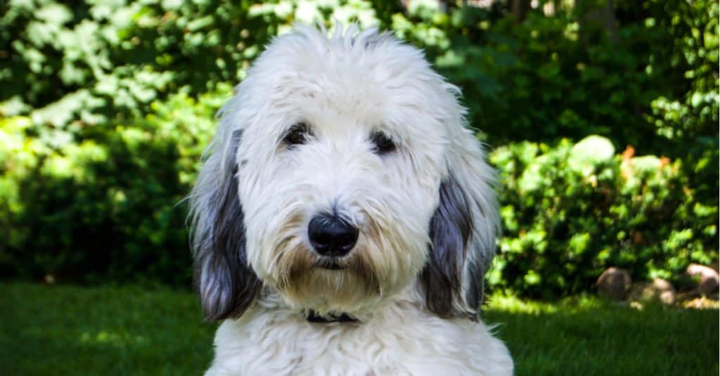 A Sheepadoodle dog headshot