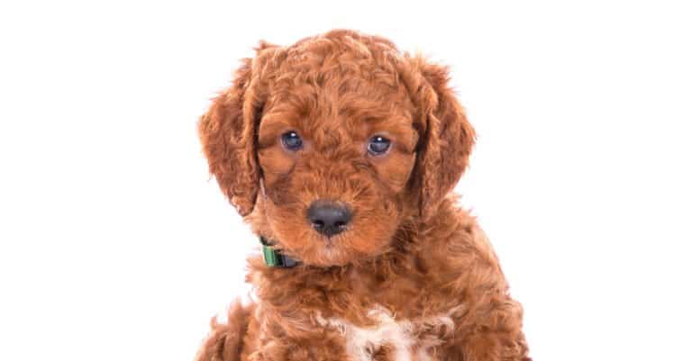 Irish Doodle puppy laying down with a white background