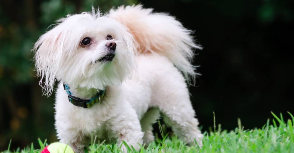 Maltipoo standing in the grass