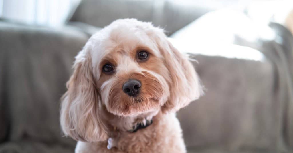 Shih Poo vs Cavapoo