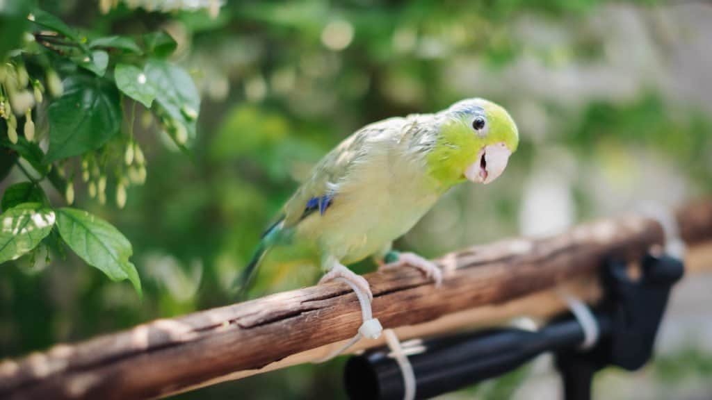 Parrotlet sitting on a branch