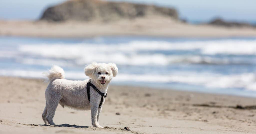 Maltese vs Maltipoo