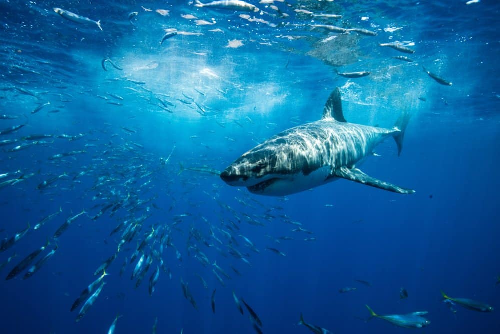 Shark swimming underwater with lots of smaller fish