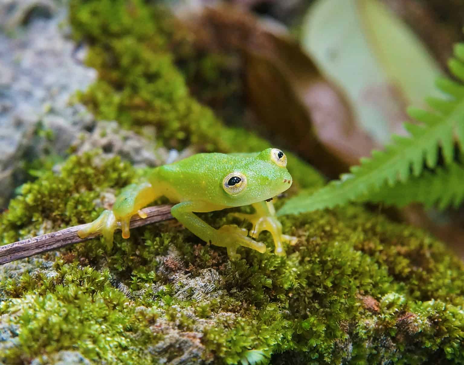 10 Interesting Facts About Glass Frogs - A-Z Animals