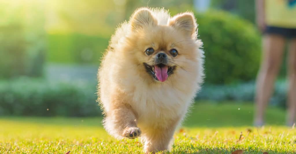 Pomeranian dog