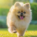 Pomeranians don’t shed much, despite the thick and fluffy coat.